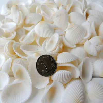 天然贝壳海螺白色贝壳白椰贝鱼缸水族装饰毛贝贴墙DIY半斤包邮