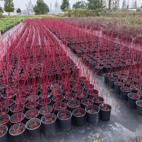 红瑞木盆栽稀有观茎植物耐寒室外适合F作为切枝材料秋冬季节自然