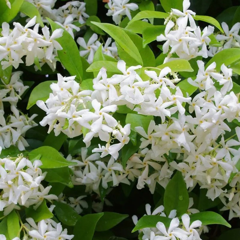 风车茉莉爬藤植物大苗络石藤F本四季浓香花卉盆栽植物