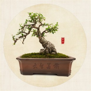 小叶榔榆b盆景提根盆景小 榔榆小苗小品榆树盆景素材