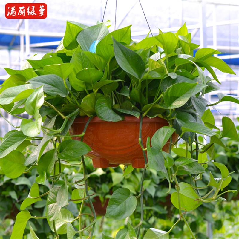 垂藤绿植大叶绿萝盆栽植物室内大A盆四季大型长藤吊兰绿箩客厅观