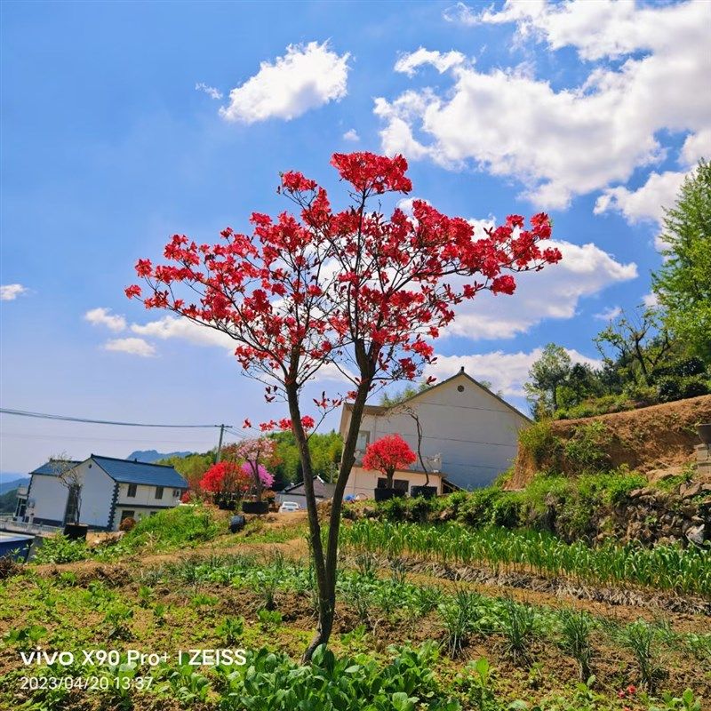 大别山映山红矮桩熟桩老桩占地绿化桩先花后叶多S杆独杆高杆桩盆,鲜花速递/花卉仿真/绿植园艺,造型盆景,淘宝优惠券,粉丝福利购,淘宝优惠卷