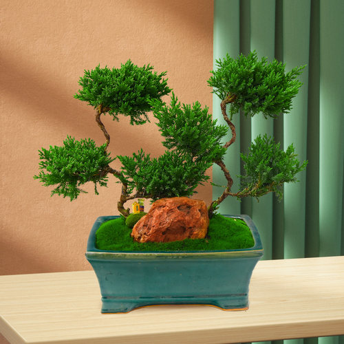 迎客松盆景桌面摆件盆栽四季v常青真树室内客厅办公室绿植好养松
