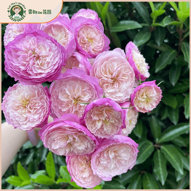 雷叔的花园康斯坦茨灌木切花w月季花苗带盆栽好四季开花勤花果香