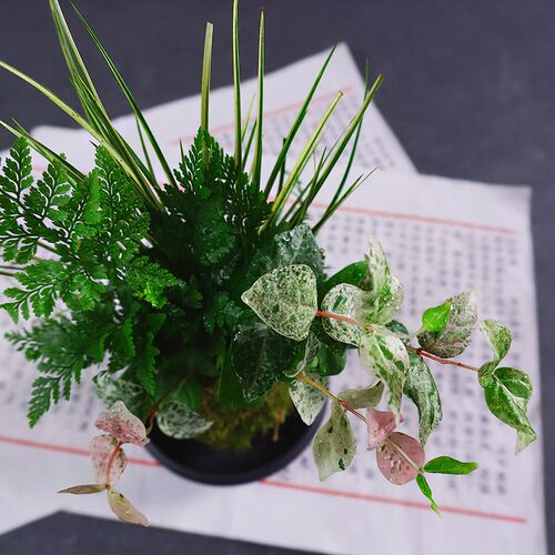 花叶络石狼尾f蕨菖蒲小盆栽中式盆景室内室外绿植微观水培苔藓植