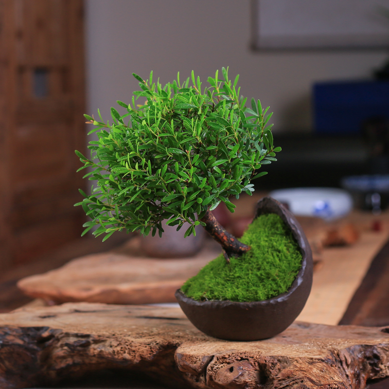 小叶赤楠盆景精品蘑菇头造型提根老桩小I盆栽室内观叶植物四季好