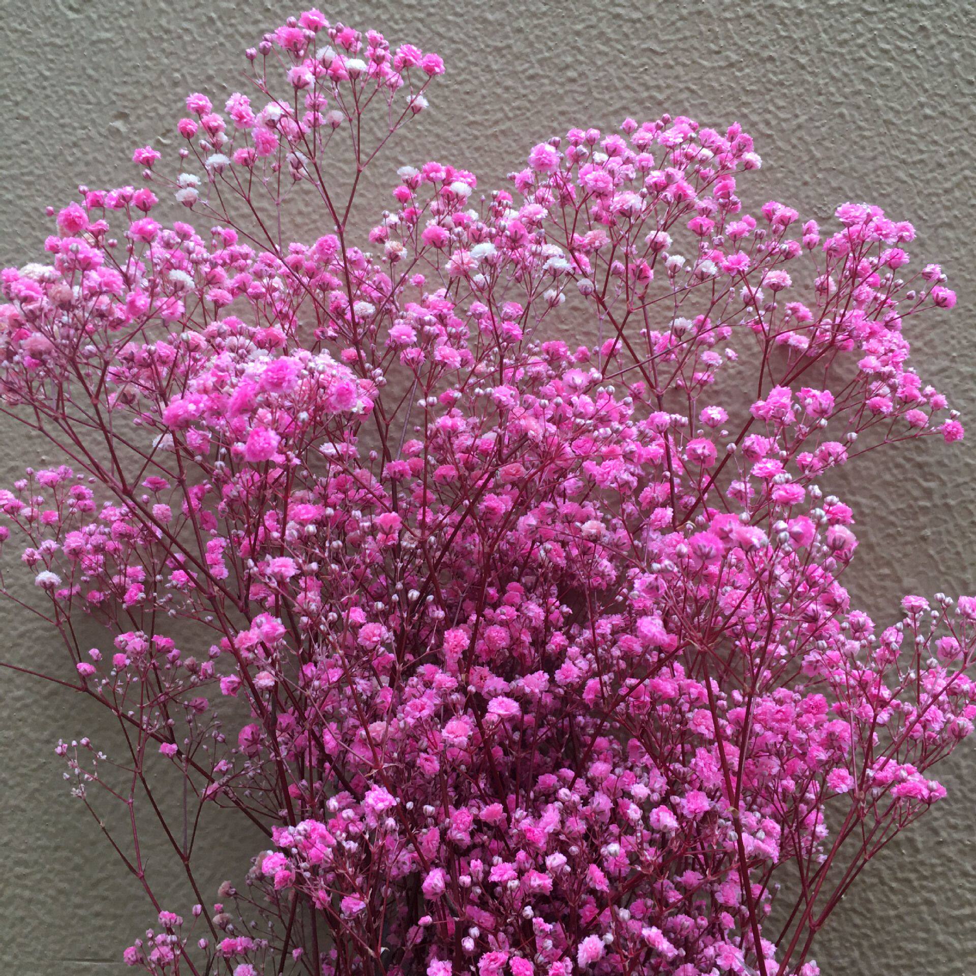 工厂 永生花满天星干花花束12