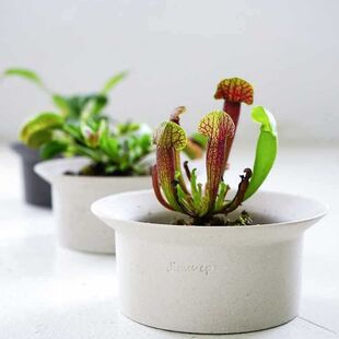 陶瓷苔藓山乌龟盆景花盆小矮大口径多肉块根白陶粗陶陶盆宽口透气