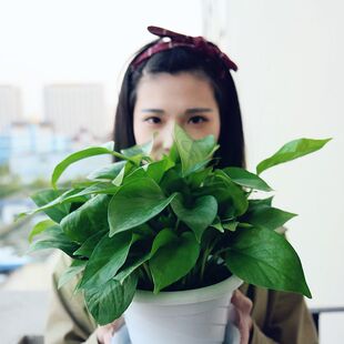 绿萝盆栽室内植物新房吸除气味水培花卉绿植盆景长藤垂吊兰新款