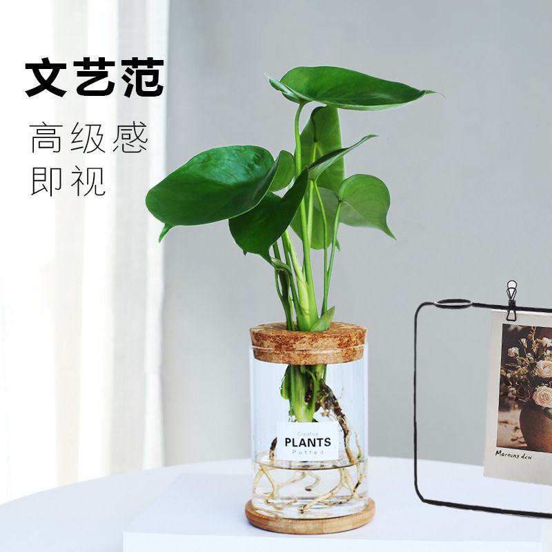 水培龟背竹盆栽玻璃水培植物室内净化空气小绿植四季好养花卉盆栽图片