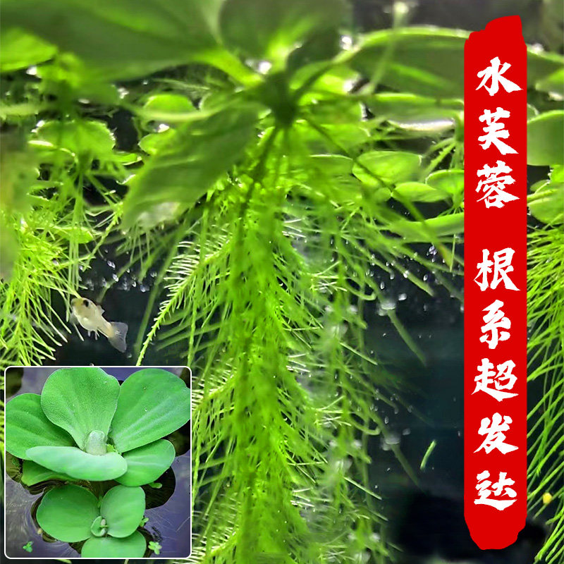 速发水芙蓉浮萍水草鱼缸造水装饰漂鱼养龟植物养浮真水草净化景质
