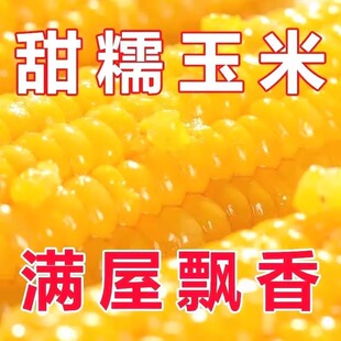 香甜黄糯玉米种子黄玉米糯玉米非转基因粘玉米甜玉米春秋蔬菜种籽