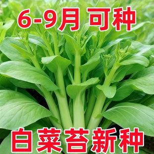 早熟奶油白菜苔种子高产侧芽多味甜软白菜心阳台庭院农家蔬菜种子