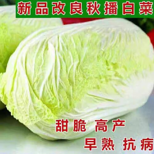 十八斤白菜王叶多多大白菜种子高产耐寒黄心大白菜秋冬蔬菜种籽孑