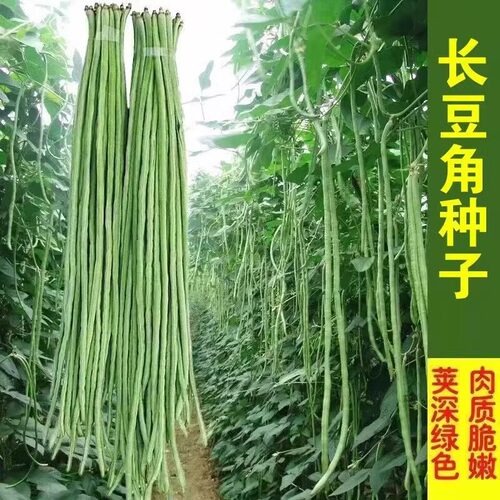 长豇豆种子长豆角种籽四季豆蔬菜种子孑缸豆芸豆菜籽春秋高产秧苗