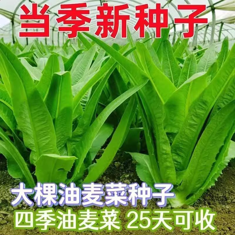 油麦菜种子米香无斑油唛菜种子四季春秋阳台盆栽庭院蔬菜籽种秧苗