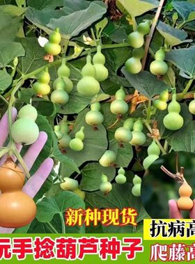 特小手捻葫芦种子盆栽阳台观赏大中号文玩微型葫芦孑苗爬藤花种籽