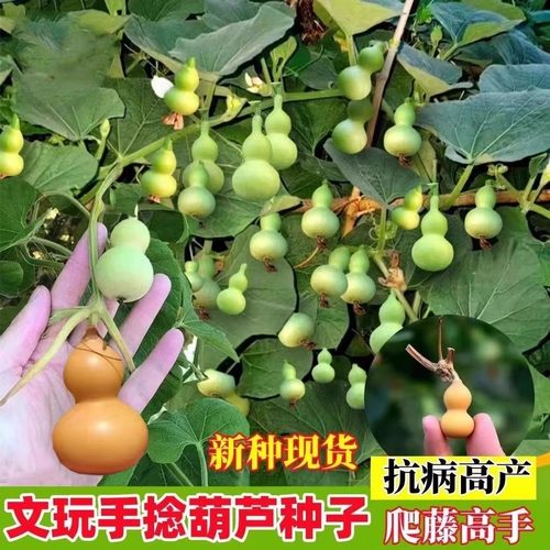 特小手捻葫芦种子盆栽阳台观赏大中号文玩微型葫芦孑苗爬藤花种籽