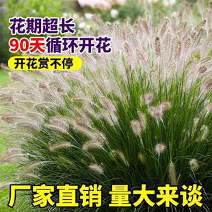 狼尾草种子紫穗狼尾草籽公园阳台观赏盆栽河堤绿化火焰紫叶草籽孑