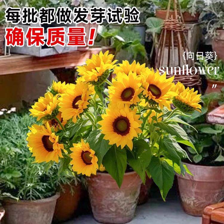 向日葵种孑观赏小矮杆鲜花种子玩具熊高杆阳台盆栽可食用四季种籽