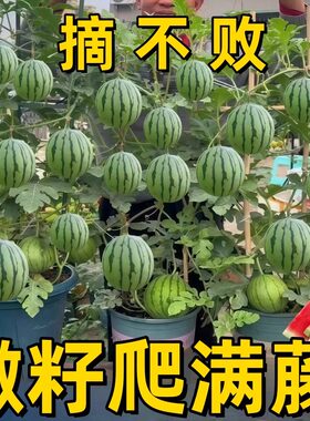 超甜蜜罐小西瓜种子无籽小西瓜种子四季阳台庭院盆栽薄皮水果西瓜