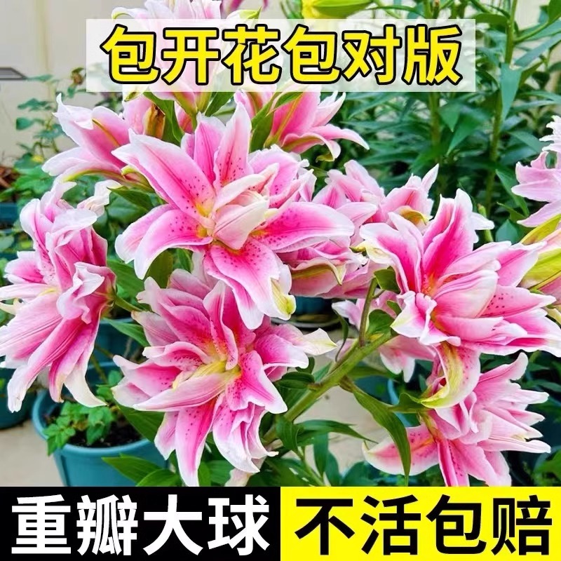 重瓣香水百合花种球盆栽香雪兰花卉绿植物四季开花郁金香易活花籽