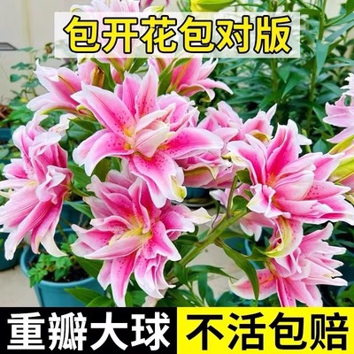 重瓣香水百合花种球盆栽香雪兰花卉绿植物四季开花郁金香易活花籽