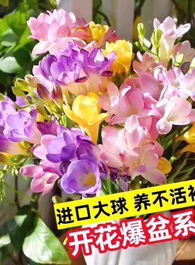 香雪兰种球四季好养活开花大球进口重瓣小苍兰种球混色盆栽带花苞