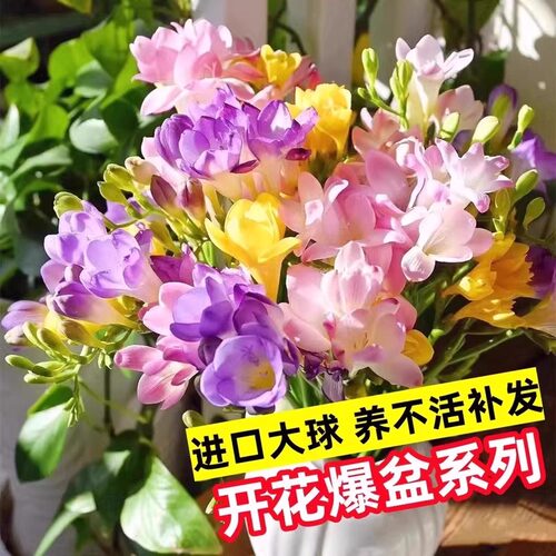香雪兰种球四季好养活开花大球进口重瓣小苍兰种球混色盆栽带花苞