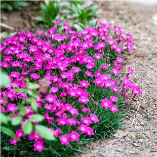 欧石竹花种子花籽孑四季播种开花五彩常夏初吻少女石竹多年生种苗