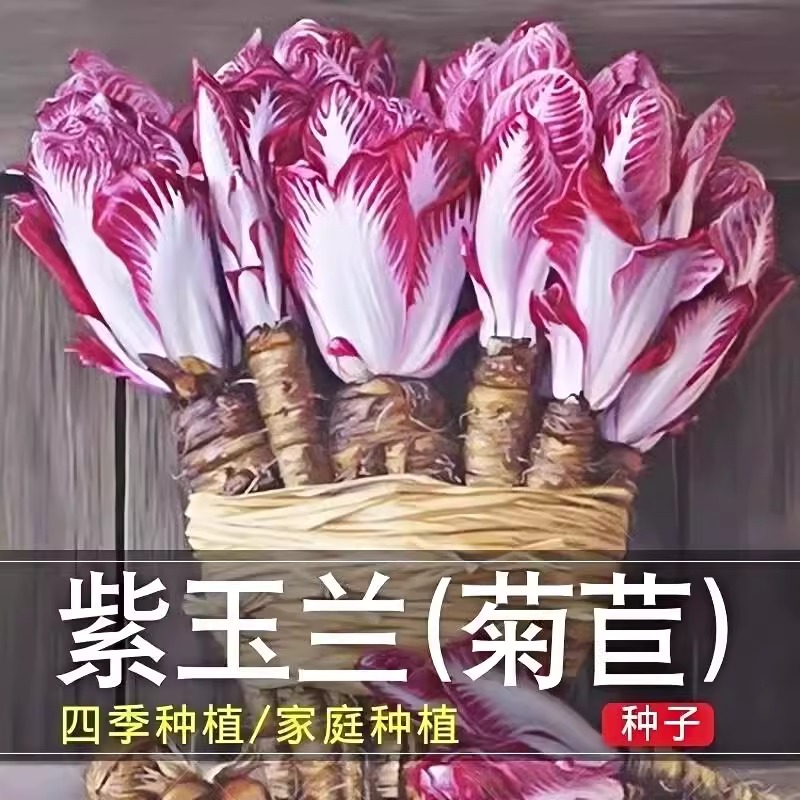 紫玉兰菜种子金玉兰菜种籽子孑软化菊苣根阳台蔬菜苗秧苗四季播种