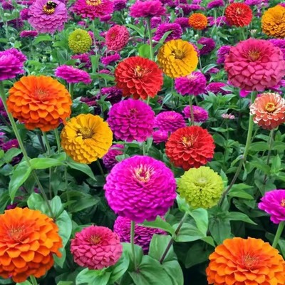 百日草种子花种籽子孑七彩重瓣百日菊花籽四季多年生春秋耐寒室外