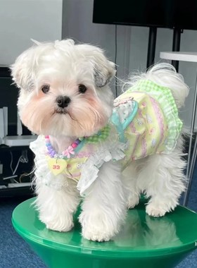 快速发货icns宠物春夏款蕾丝碎花蕾丝泰迪比熊狗狗猫咪薄款衣服