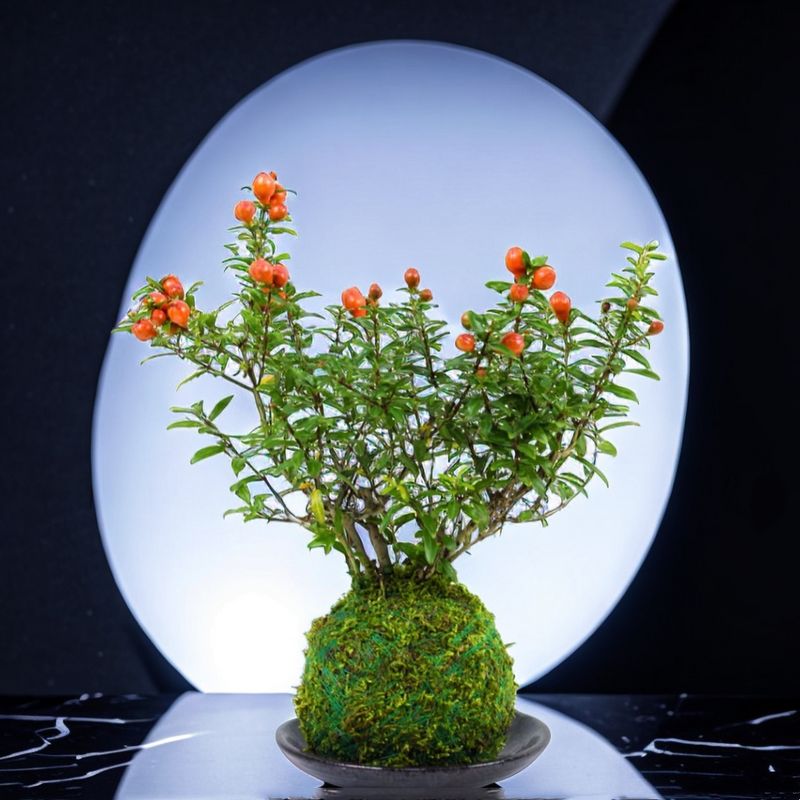 禅意石榴树苔藓球盆景q室内外带花苞好养活植物趣味小盆栽花卉绿