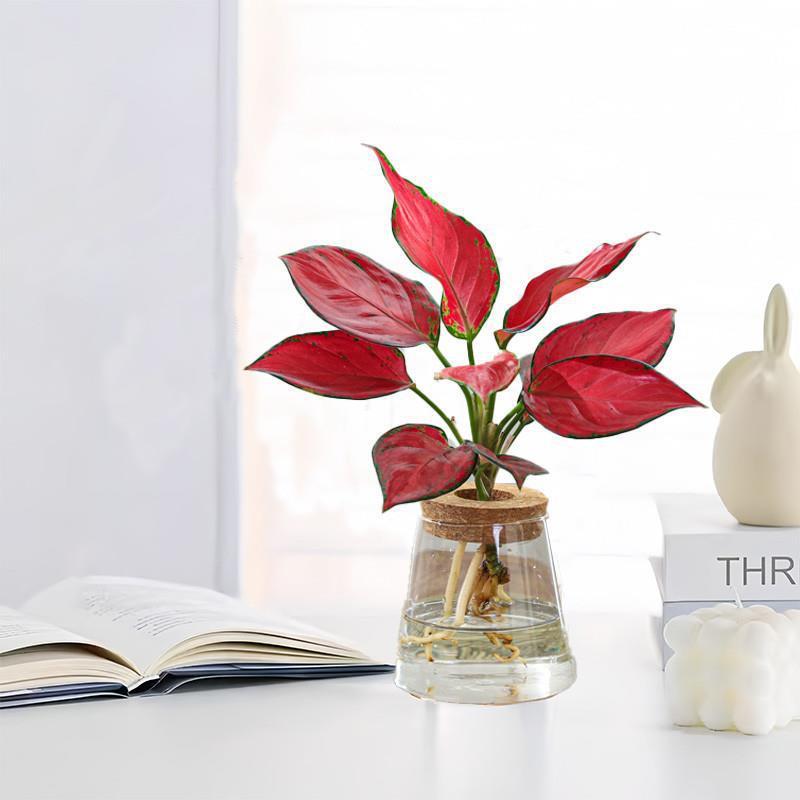 文竹水培植物办公室内桌面绿植小摆件四季水养绿萝花卉客厅小盆栽