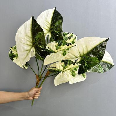 5头过胶手感彩芋叶 春羽叶雨林景观园林绿植海芋叶海棠叶仿真绿植
