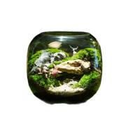 懒人苔藓微景观生态瓶diy植物盆栽创意桌面造景易养