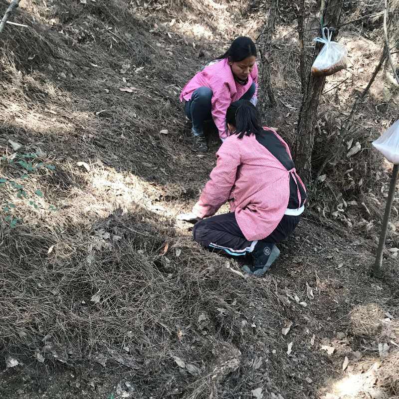 松林自然腐熟原生松针稻壳炭腐叶兰菌腐殖酸兰花君子兰生态植料
