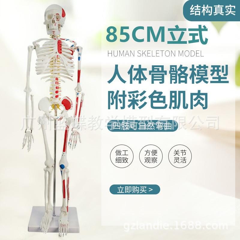 85CM人体骨骼模型骨架骨骼标本附椎间盘神经肌肉分布着色模型立式