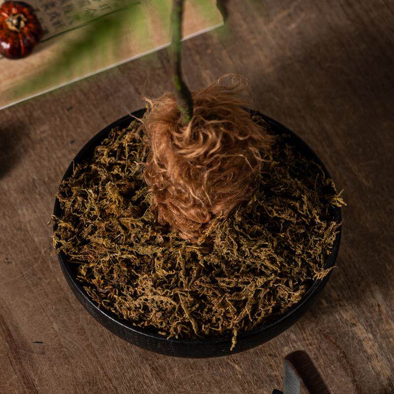 匠十三新中式仿真文竹植物微景观造景花书房茶艺室案头装饰品