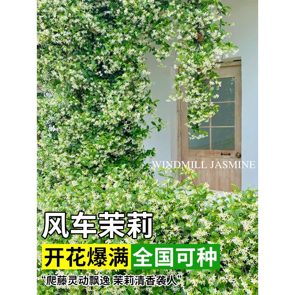 风车茉莉盆栽大苗懒人好养垂丝爬藤植物花卉耐寒阳台庭院多季