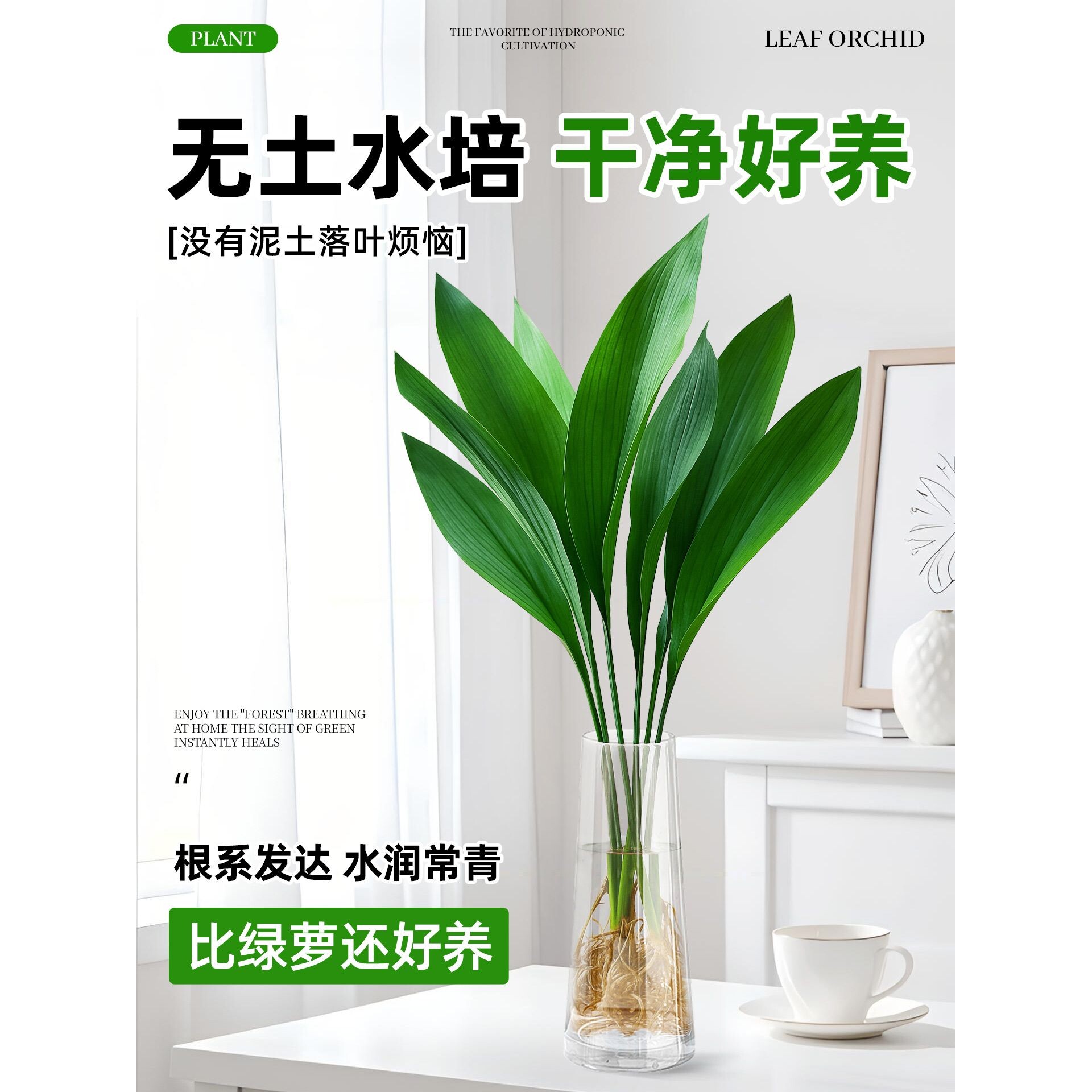一叶兰水培植物盆栽水养绿植四季常青室内办公室桌面大叶净化