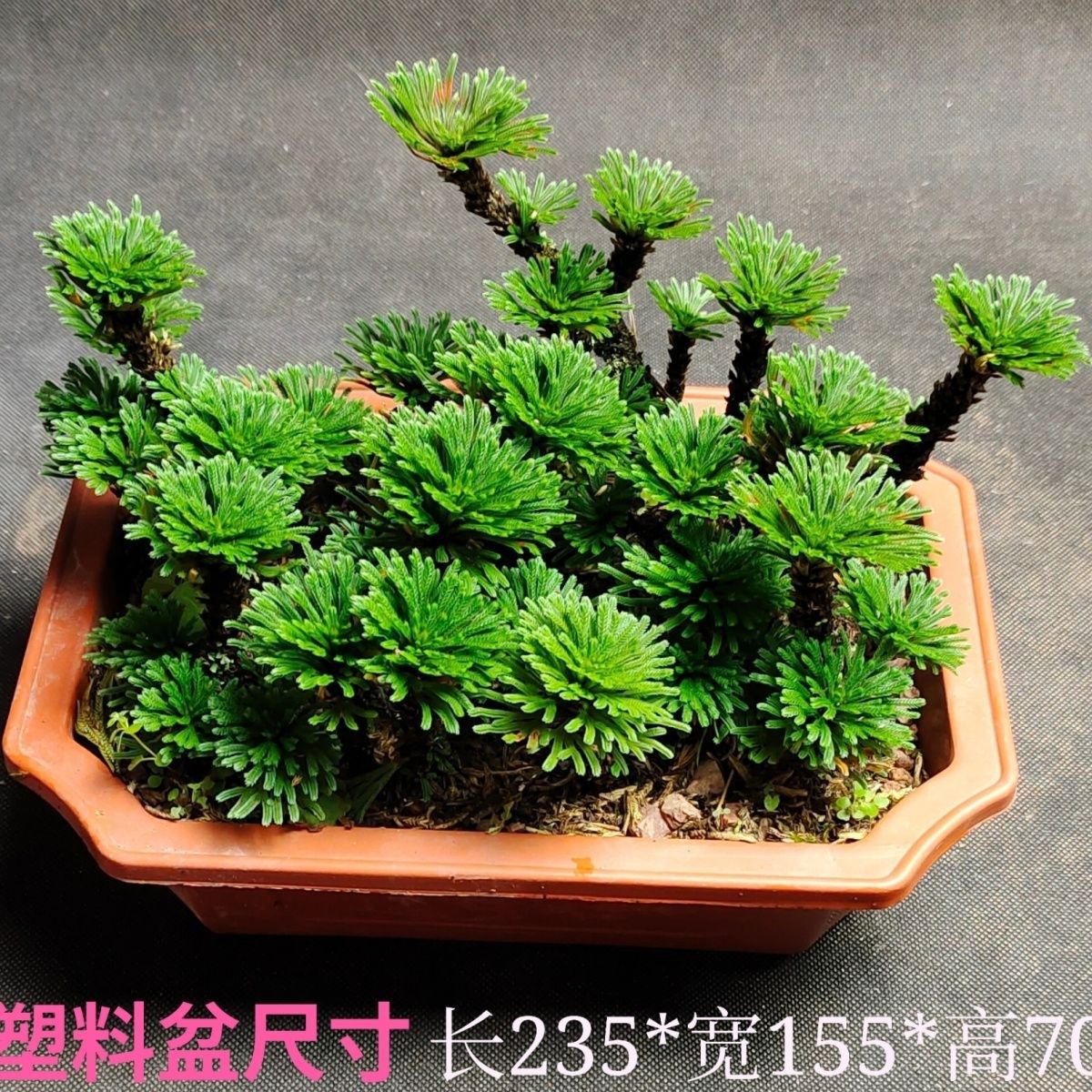 卷柏九死还魂草绿植盆栽室内外花卉植物好养不死假山造景微型盆景