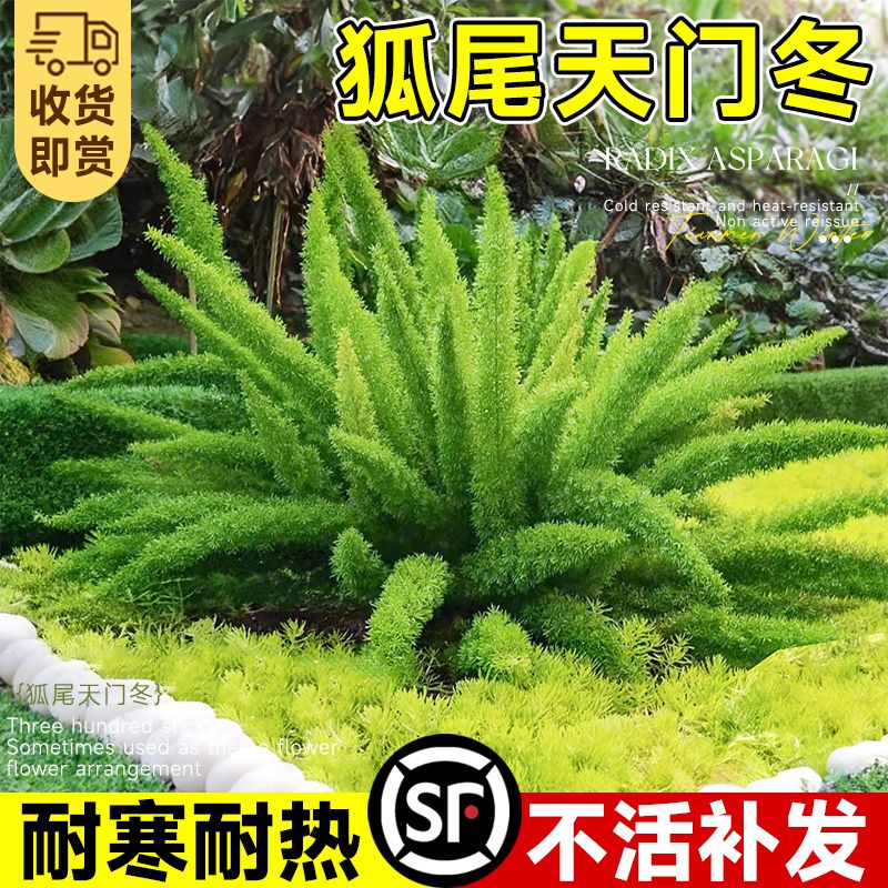 狐尾天门冬盆栽苗阳台庭院花园地栽九尾狐四季常青耐寒好养绿