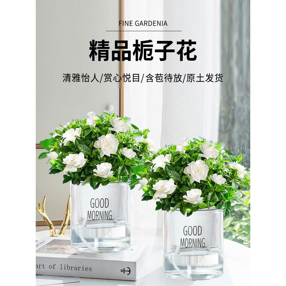 栀子花盆栽带花苞易活水培植物绿植室内花卉茉莉鲜花四季开花
