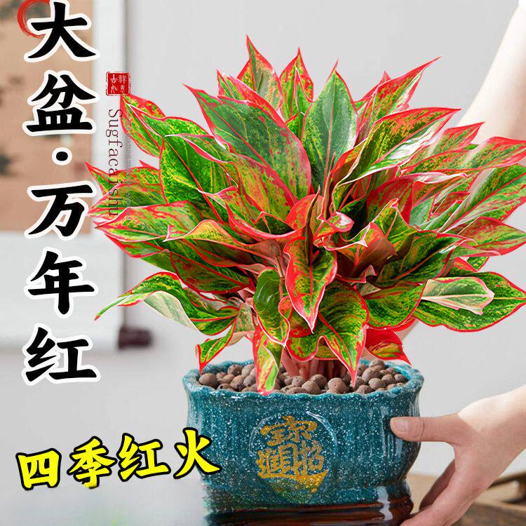 万年红盆栽大盆吉利红如意红掌室内好养客厅旺宅绿植花卉盆景