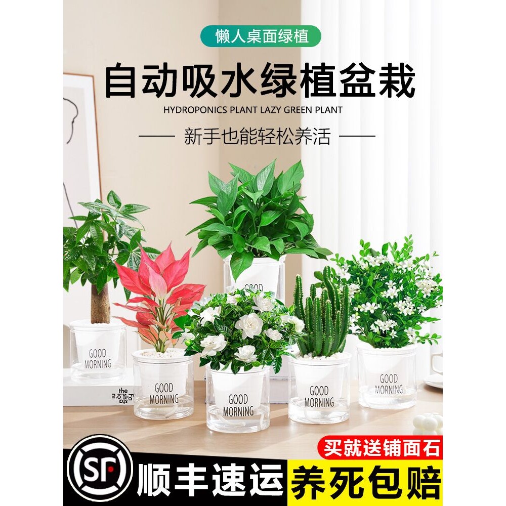 发财树绿萝箩室内盆栽花卉绿植幼儿园办公室桌面水培植物客厅