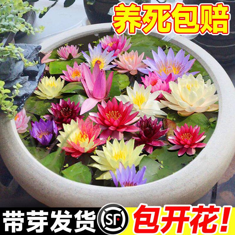 睡莲水培植物带花苞多季开花池塘荷花藕种莲花根块碗莲盆栽水