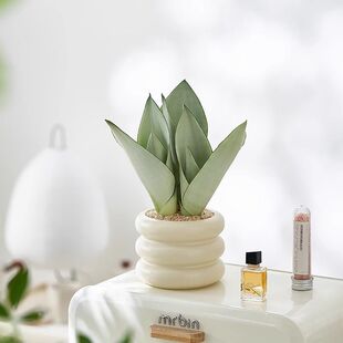 白玉虎皮兰盆栽办公室桌面好养耐旱植物虎尾兰客厅高档摆件花卉