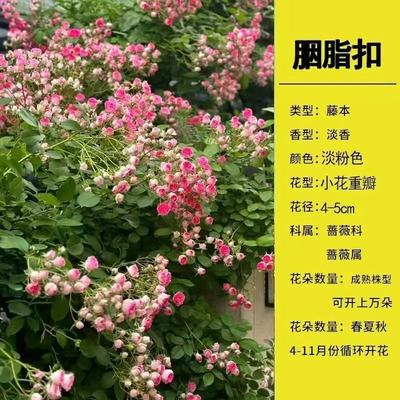 1.6米爬藤月季四季开花蔷薇花苗大花浓香盆栽拍2发3